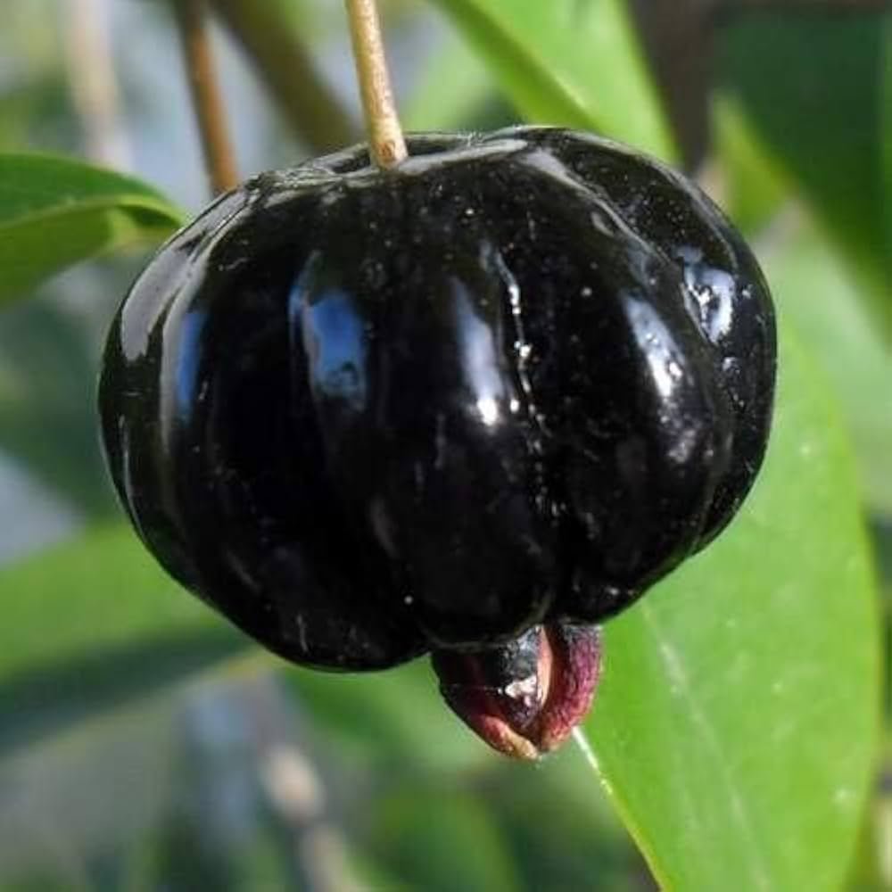 Surinam Cherry Black (કાળી સુરિનામ ચેરી)